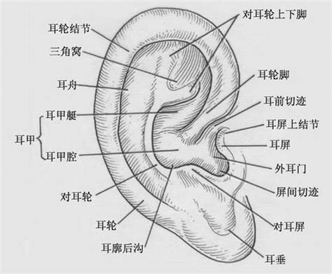 耳廓突出|面相上关于耳朵部分的风水知识要点，建议大家看看！